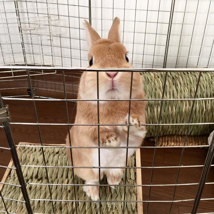 たれ耳うさぎのショルダーバッグ 丸型 黒